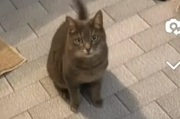 Chatte grise Fifille perdue - photo