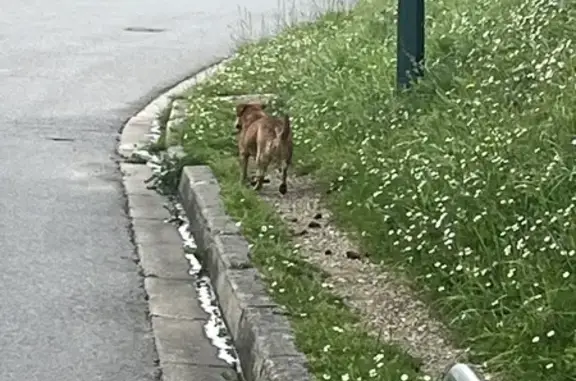 Chien marron perdu: Aincourt - photo