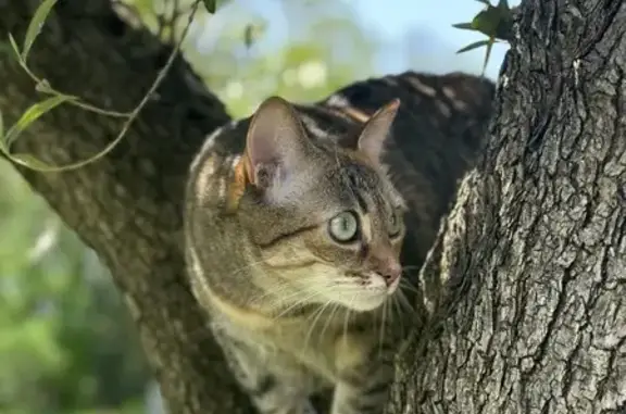 Chat perdu, Fouesnant, photo: Chat sauvage Lilou perdu à Fouesnant