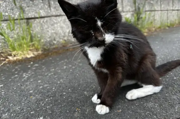 Chat blessé et maigre trouvé - photo