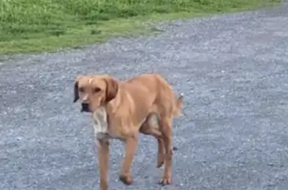 Chien perdu à Thun-l'Évêque - photo