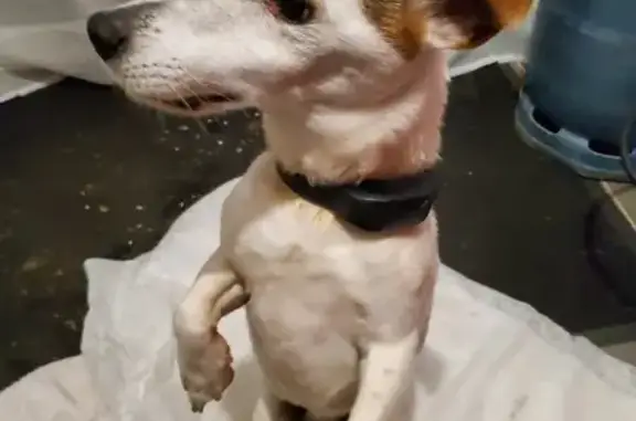 Chien perdu: Collier élec. Coulgens - photo