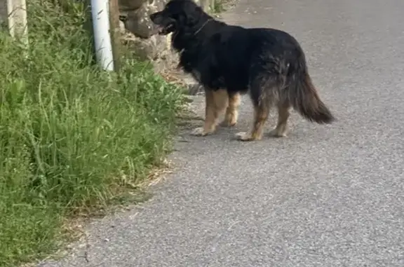 Chien perdu à Les Faysses 645 - photo