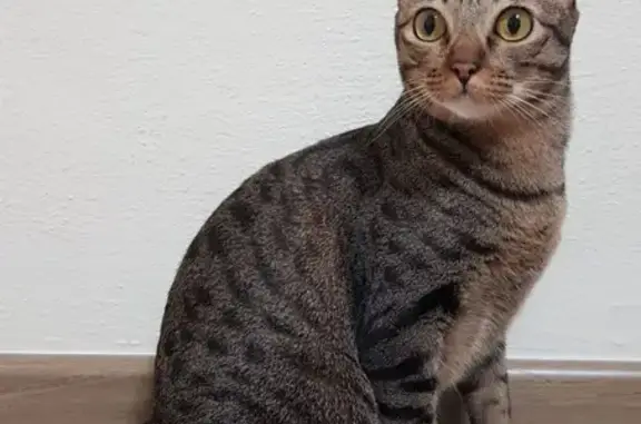 Lost Bengal Cat - Grey & Black, Yishun 166 SG