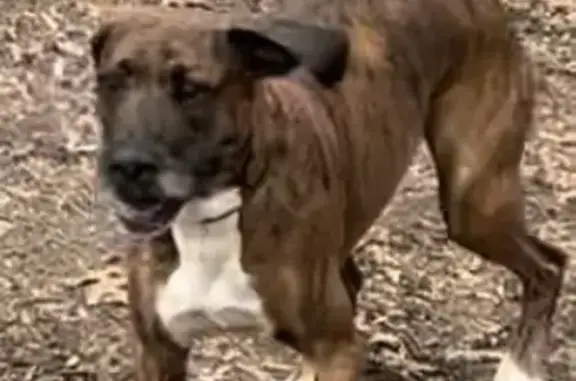 Lost Dog Alert: Brindle Hound-Boxer Mix!