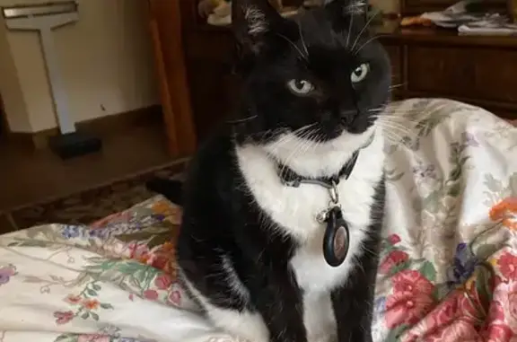 Lost Chubby Tuxedo Cat BETSY - Beverly, #6!