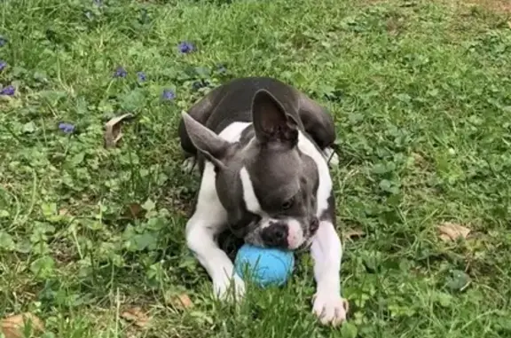 Lost Boston Terrier Lucy on Finley Dr, Nashville!