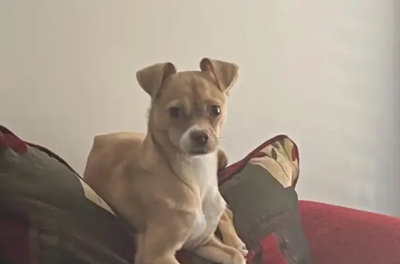 Lost Chihuahua Mix in College Park - Help!