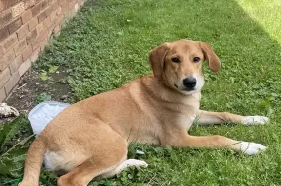 Lost Female Dog Near S Emerson Ave - Help!