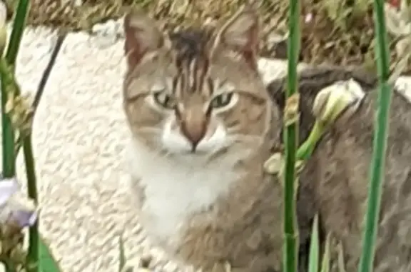 Chat perdu à Audincourt retrouvé - photo