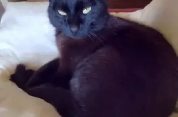 Chat noir affectueux trouvé - photo