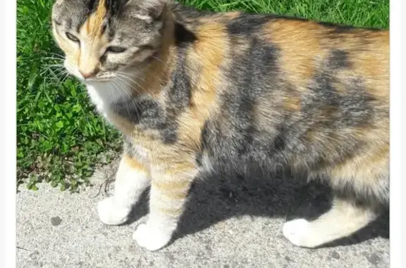 Chat perdu, Lorient, photo: Chatte Croustik disparue à Lorient