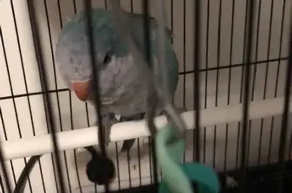 Found Blue Parrot? Call Kevin! #B36893