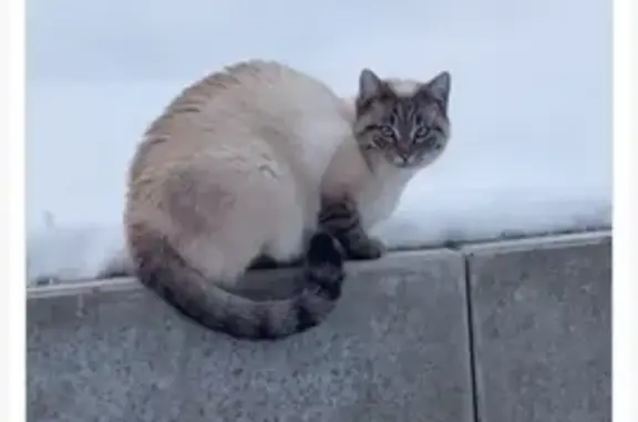 Chat perdu, , photo: Chat siamois perdu à Thal-Drulingen