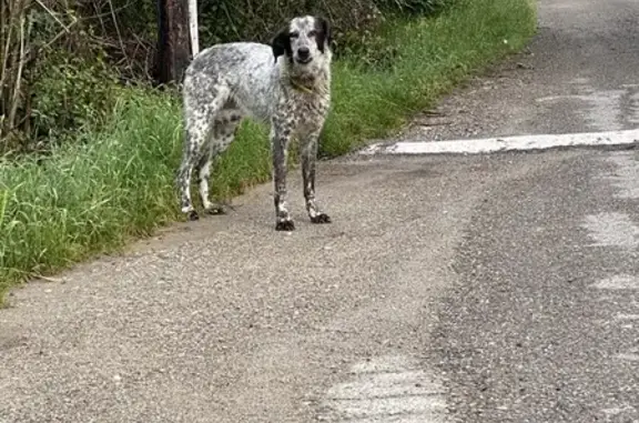 Chien trouvé, l'autre méfiant - photo