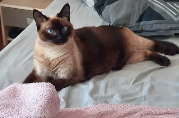 Chat perdu, Nanteuil, photo: Chatte siamoise perdue à Nanteuil