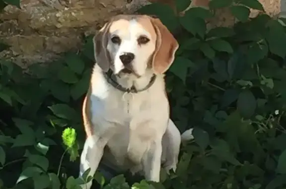 Chien perdu Lisle-sur-Tarn, photo : Perdu Beagle Noir/Marron à Lisle