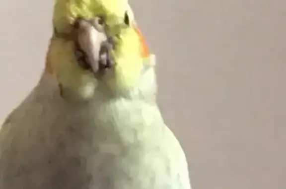 Lost pets West Islip, photo: Lost Female Cockatiel 