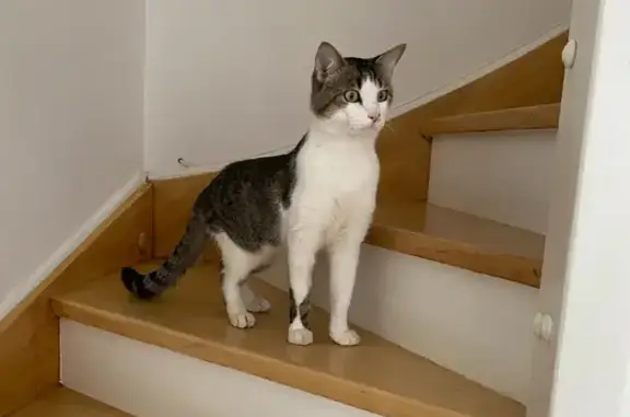 Tsuki, chat blanc/tigré échappé - photo