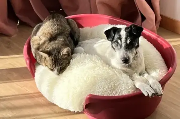 Chien perdu , photo : Darçon, chien sourd perdu