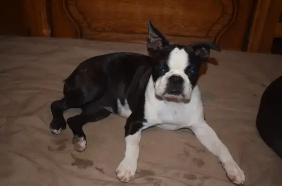 Chien perdu Peillac, photo : Chienne perdue à Peillac