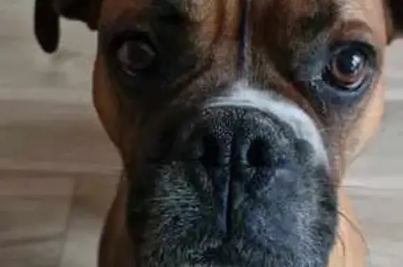 Chien perdu , photo : Rony, Boxer perdu à Bosgouet