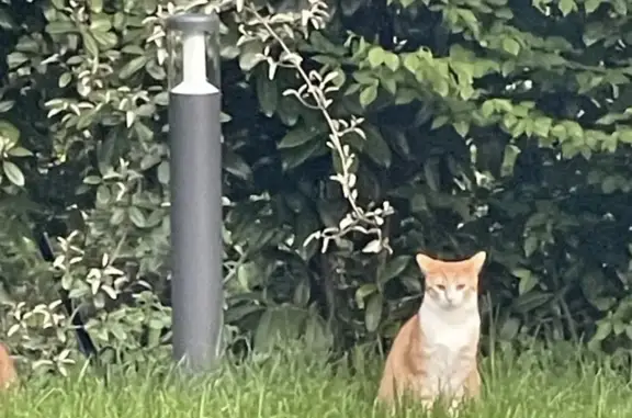 Chat perdu, , photo: Chat roux et blanc perdu à Froeninguen