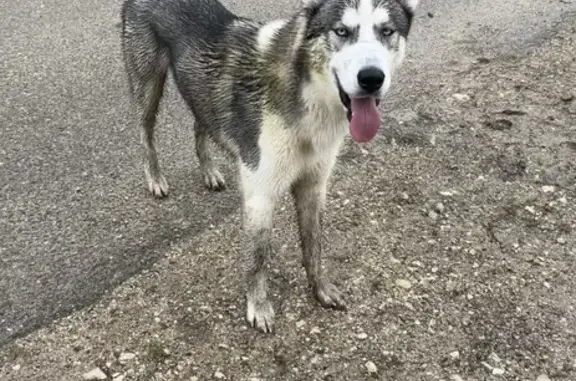 Chien trouvé , photo: Husky gris-blanc perdu trouvé