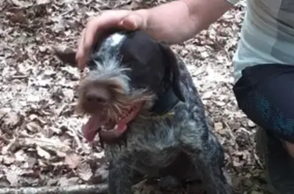 Chien perdu Pirey, photo : Chien Unix perdu - Drathaar peureux