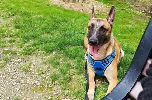 Chien perdu Arenthon, photo : Alerte: Malinoise perdue à Arenthon