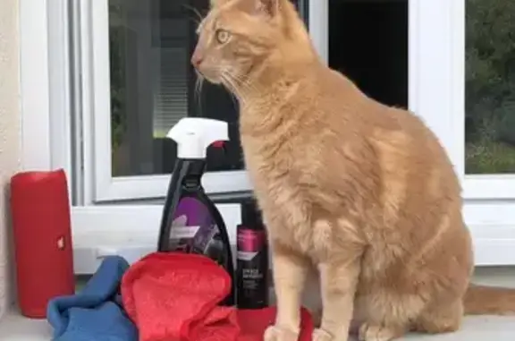 Animaux perdus , photo: Chat roux perdu à Treffieux