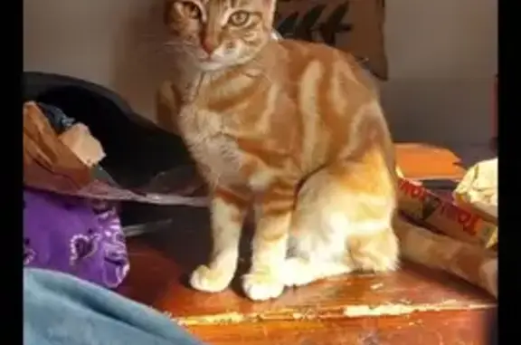 Animaux perdus , photo: Chatte rousse Chouchou perdue