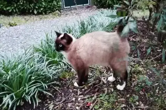 Chat Siamois Perdu à Trélissac - photo