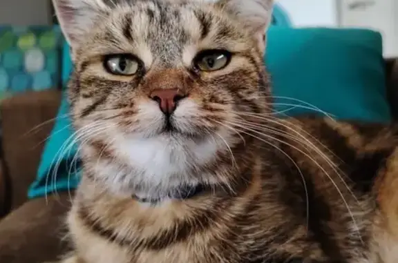 Animaux perdus Troyes, photo: Chatte Ondine perdue à Troyes