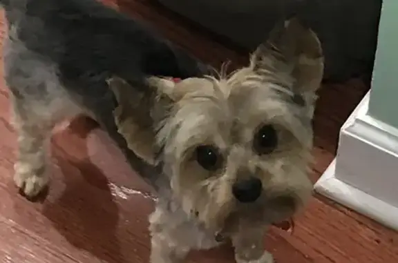 Lost Yorkie Max: Brown/Black - South Oglesby, Chicago