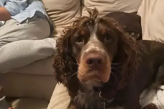 Lost Springer Spaniel Near Sandy Spring Rd!