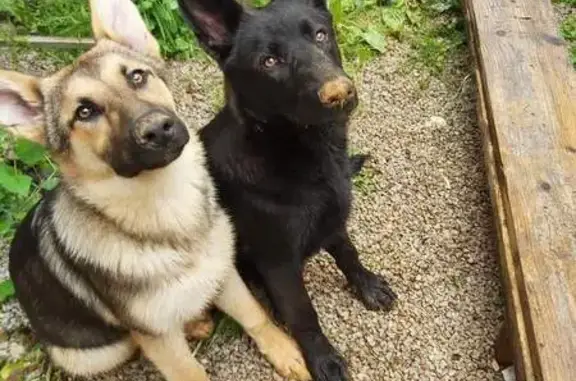 Chien perdu , photo : Alerte: 2 Bergers Allemands perdus
