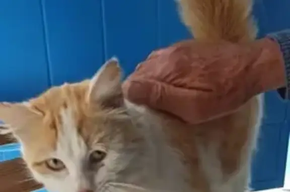 Chat sociable trouvé à Mimizan - photo