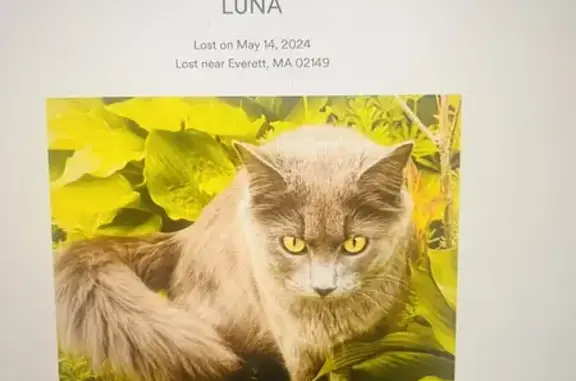 Lost: Friendly Gray Cat Luna - Malden St. 22