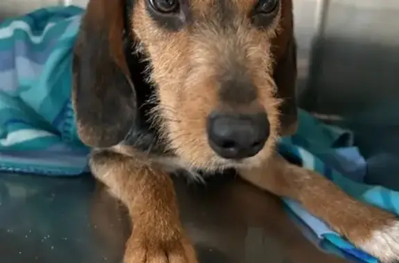 Chien égaré déposé à St Martin - photo