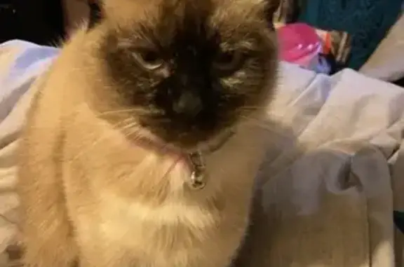 Lost Siamese Cat Near Old Hickory Blvd - Help!