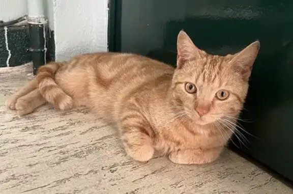 Chat docile trouvé à Châteauroux - photo