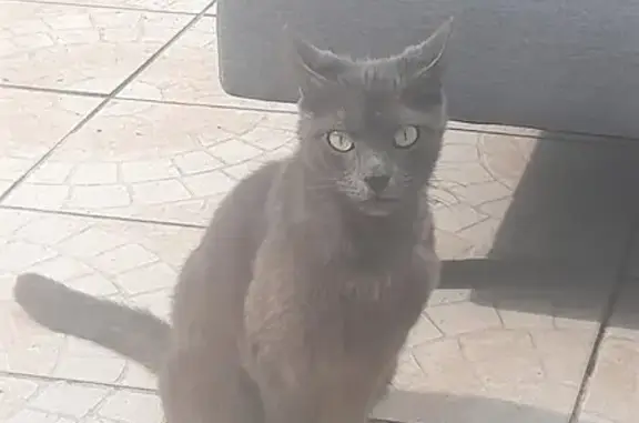 Chat gris perdu trouvé à Harly - photo