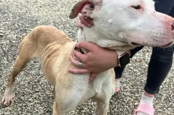 Chien trouvé , photo: Staffy mère et chiot trouvés