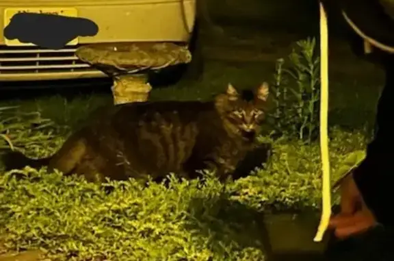 Found Maine Coon Cat in Mount Holly - Help!