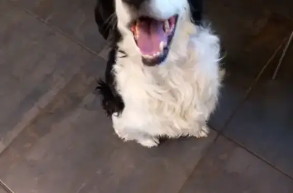 Chienne croisée retrouvée à Bandol - photo