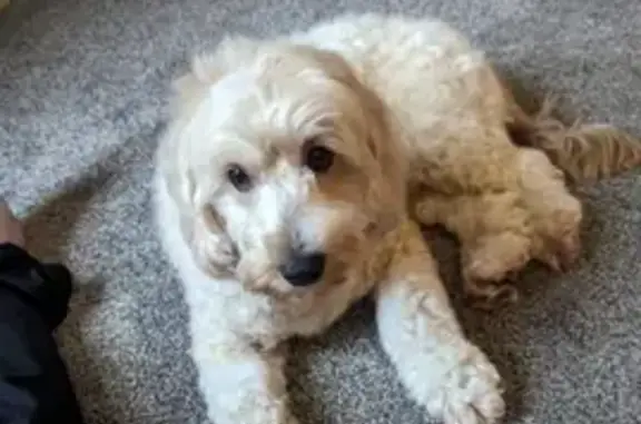 Lost Blonde Mini Goldendoodle - South Waverly!