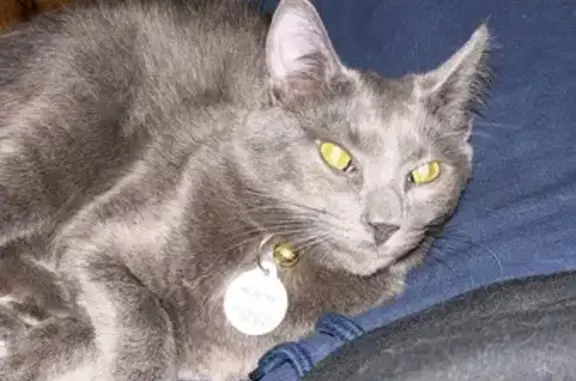 Lost Russian Blue Cat - Spraight Loop, Watertown!