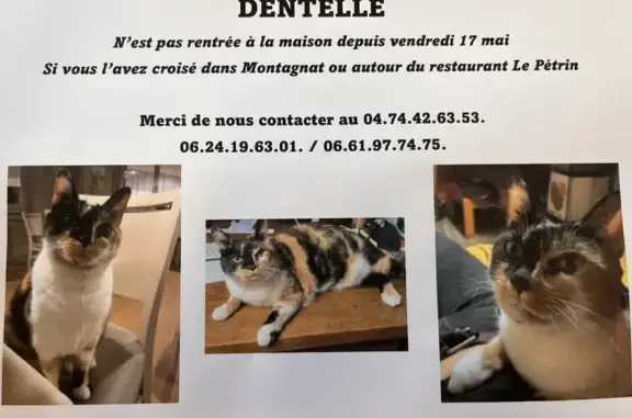 Chat perdu, Montagnat, photo: Chatte écaille perdue à Montagnat
