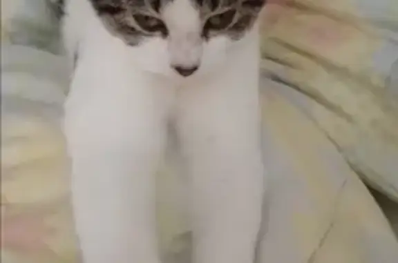 Chat perdu, Selles-sur-Cher, photo: Chat blanc et noir perdu à Selles
